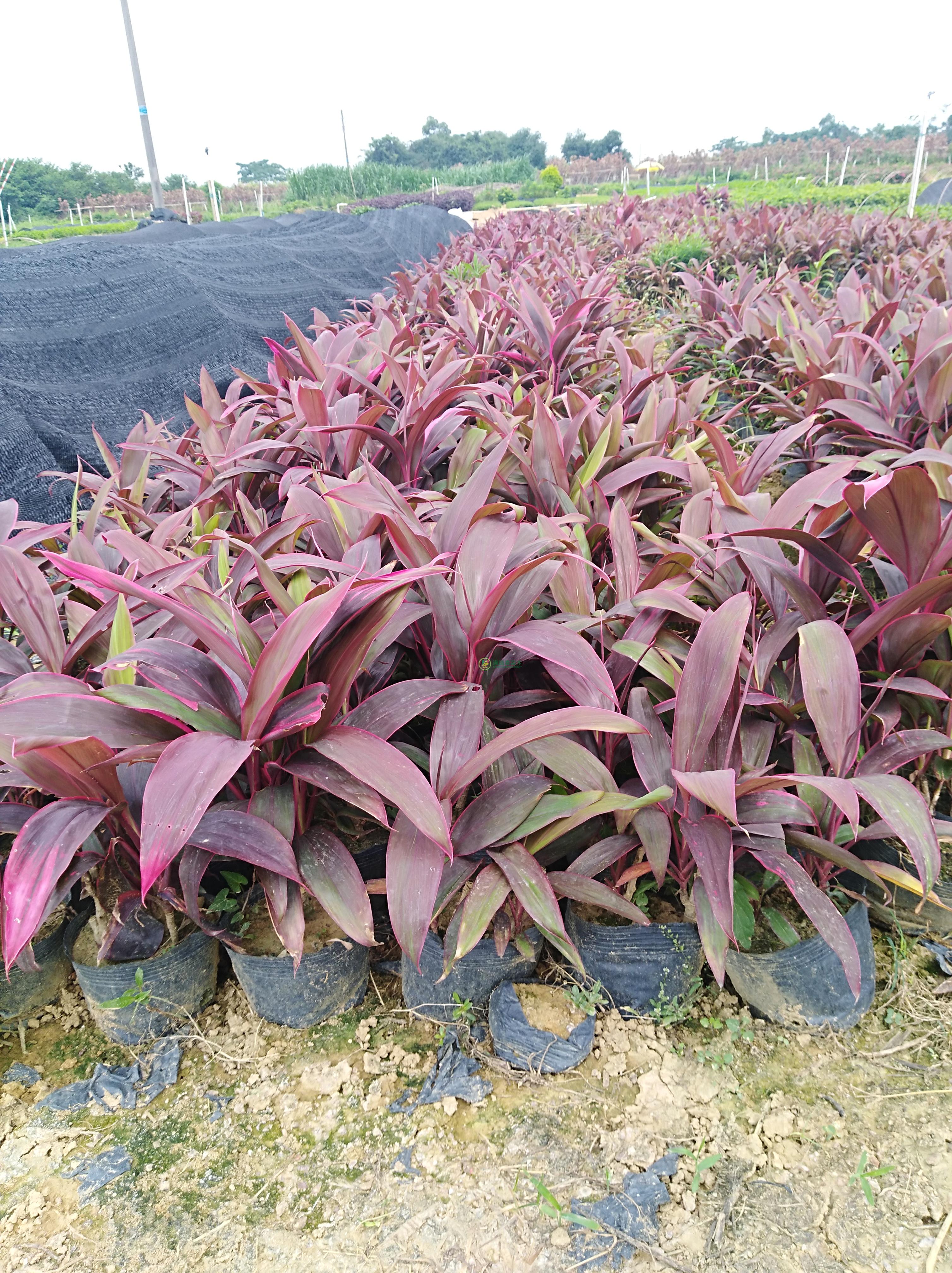 5斤袋朱蕉